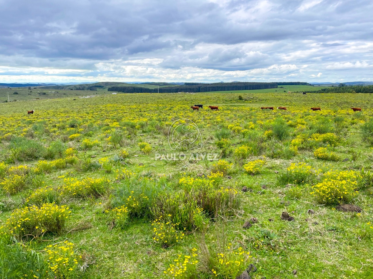 Zona Rural - GoPunta - Portal Inmobiliario de Punta del Este - Maldonado
