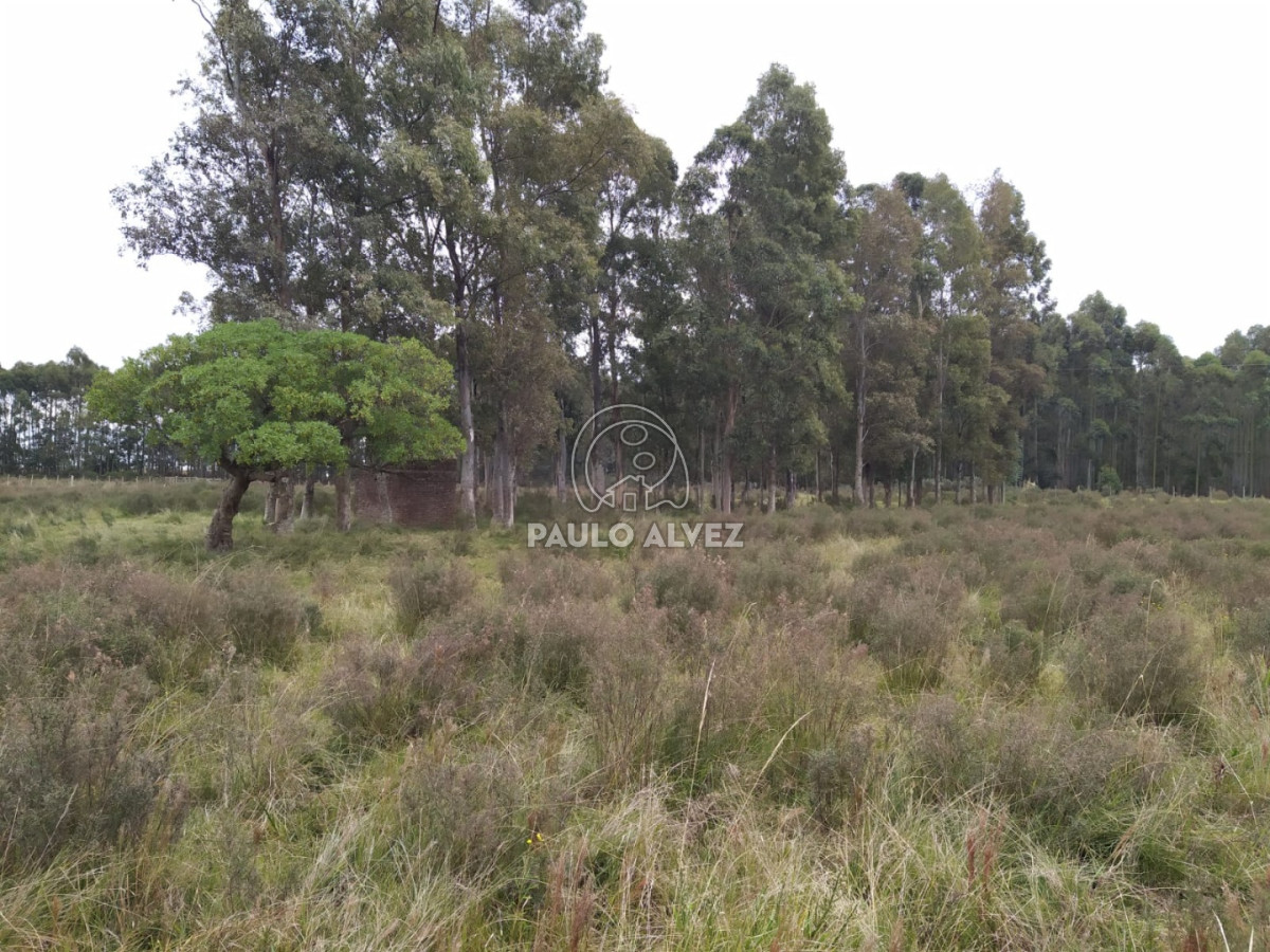 Soca - GoPunta - Portal Inmobiliario de Punta del Este - Maldonado