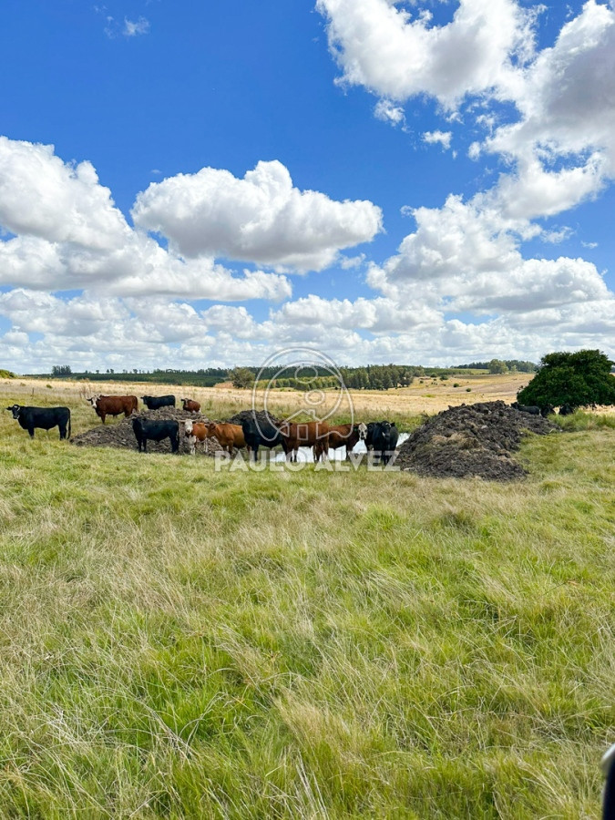 Zona Rural - GoPunta - Portal Inmobiliario de Punta del Este - Maldonado