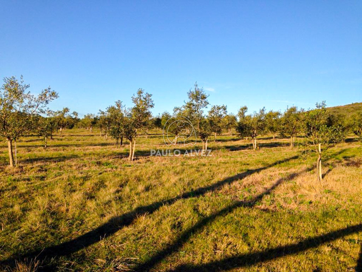 Cerro Pan de Azucar - GoPunta - Portal Inmobiliario de Punta del Este - Maldonado