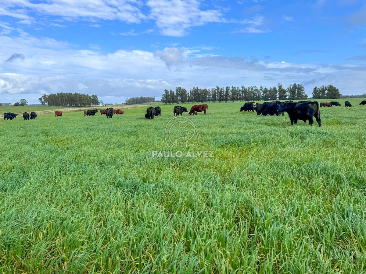 Zona Rural - GoPunta - Portal Inmobiliario de Punta del Este - Maldonado