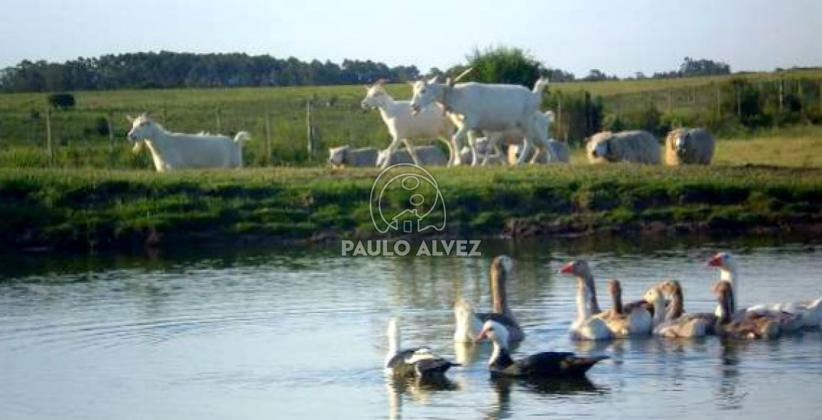 Soca - GoPunta - Portal Inmobiliario de Punta del Este - Maldonado