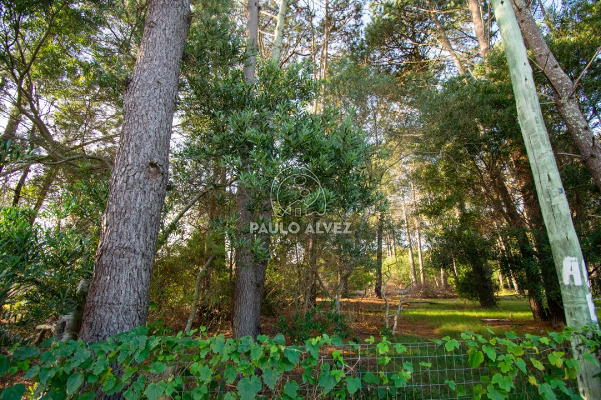 Piriápolis - GoPunta - Portal Inmobiliario de Punta del Este - Maldonado