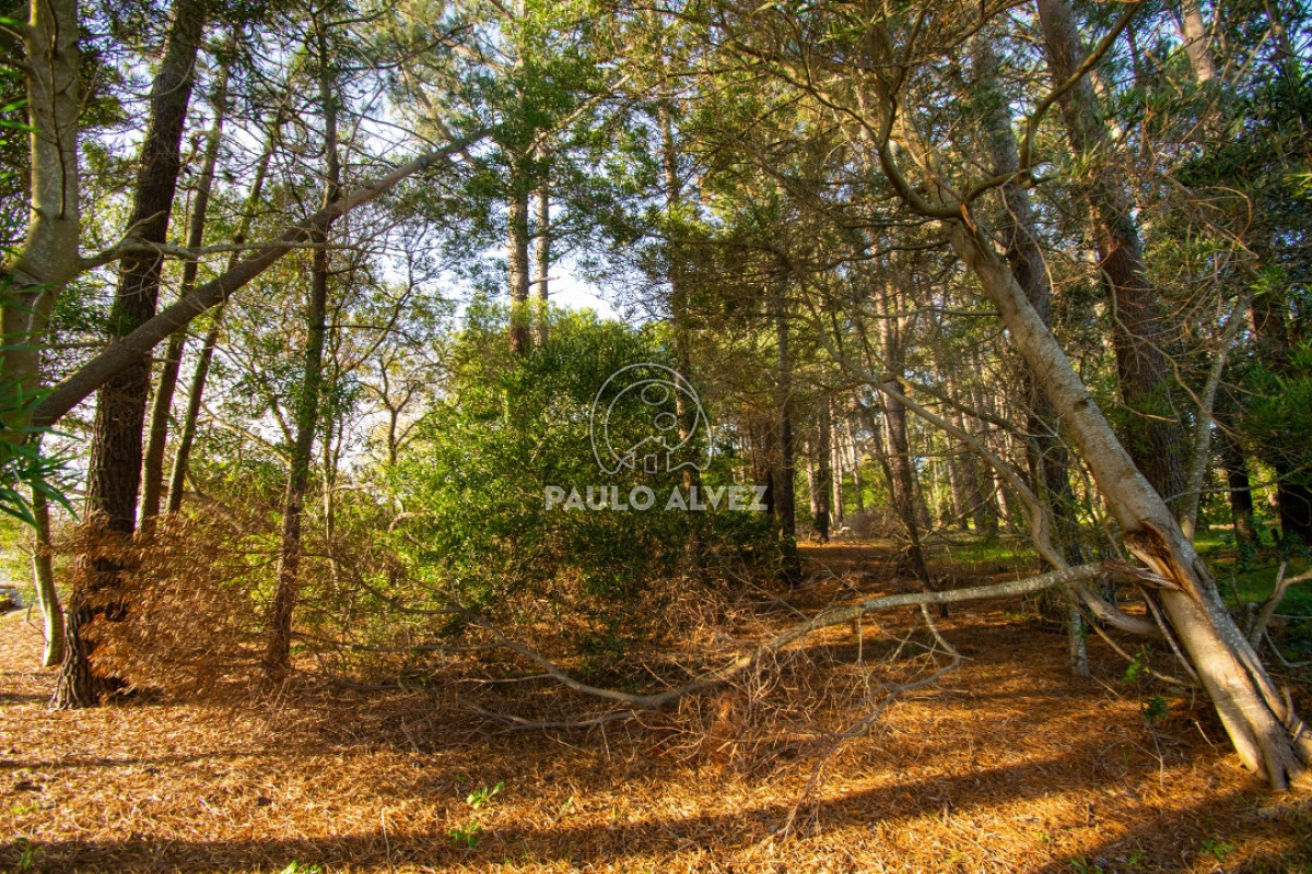 Piriápolis - GoPunta - Portal Inmobiliario de Punta del Este - Maldonado