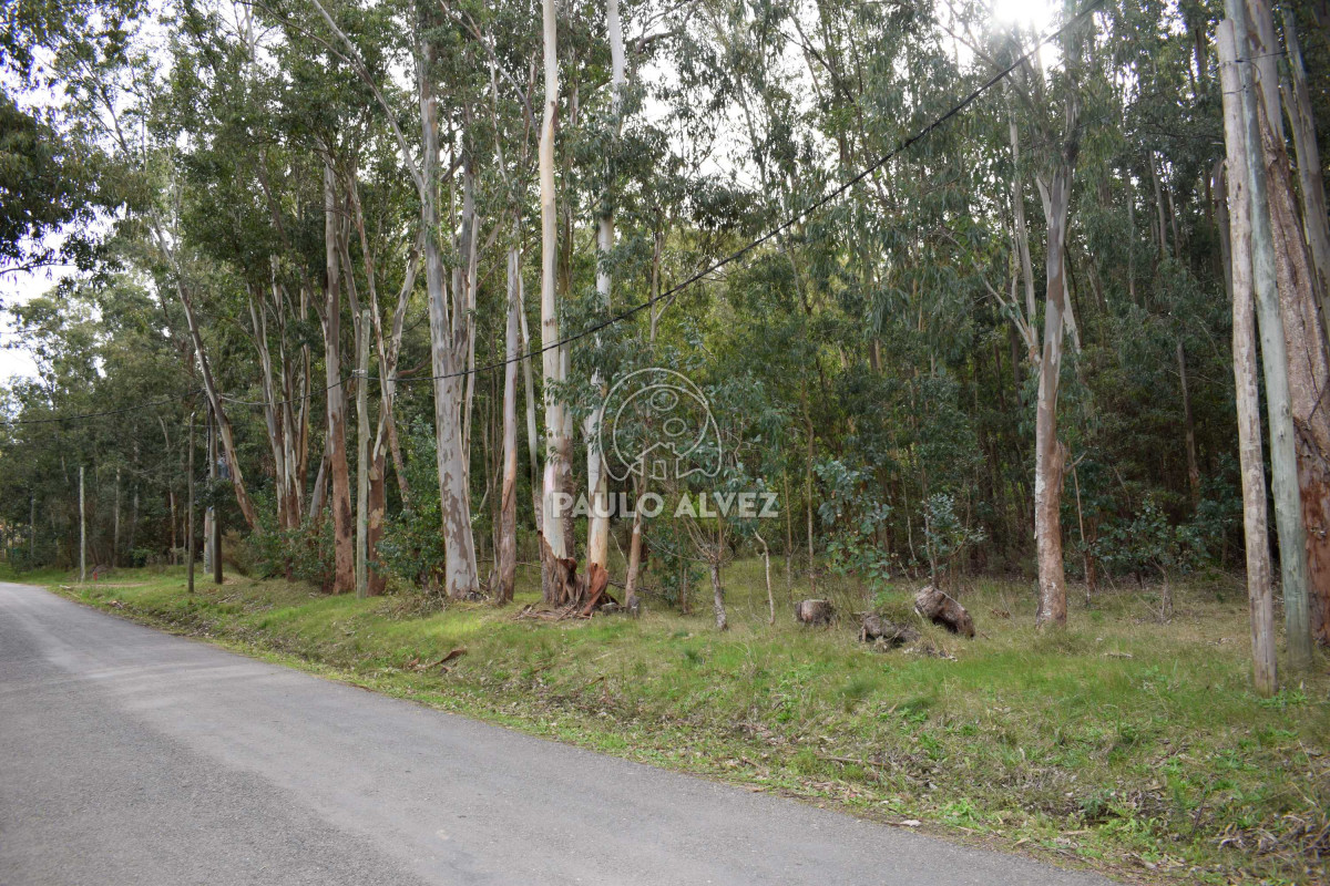 Bella Vista - GoPunta - Portal Inmobiliario de Punta del Este - Maldonado