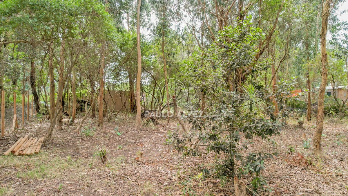 Punta Negra - GoPunta - Portal Inmobiliario de Punta del Este - Maldonado