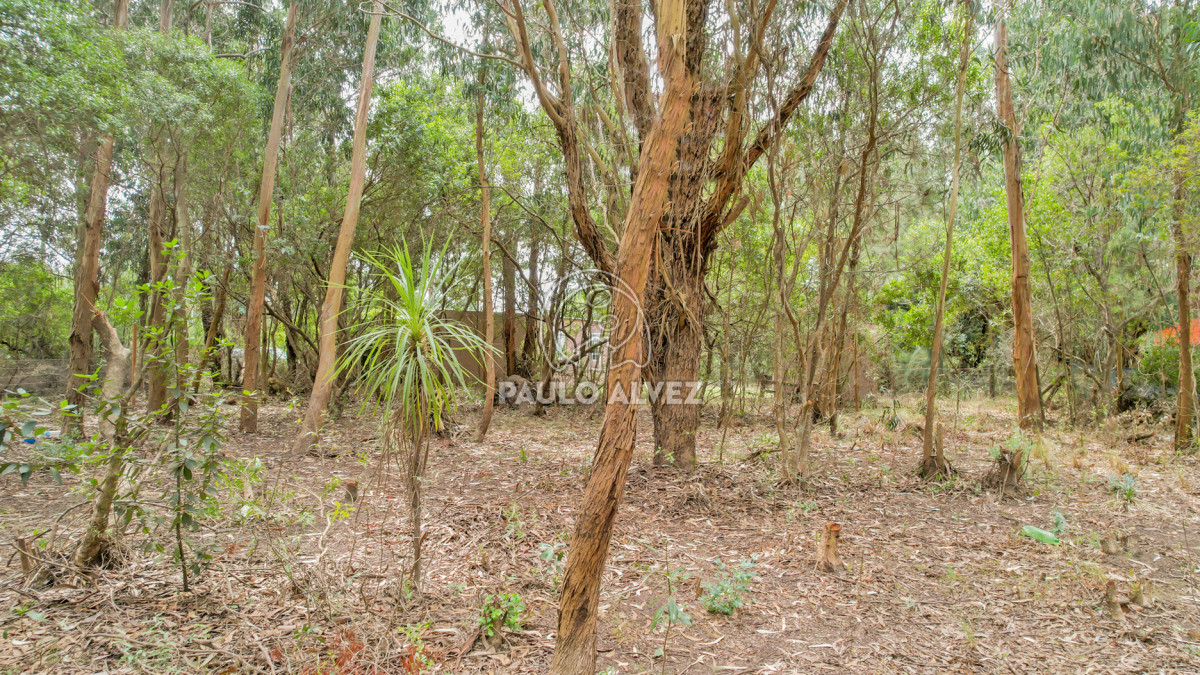 Punta Negra - GoPunta - Portal Inmobiliario de Punta del Este - Maldonado