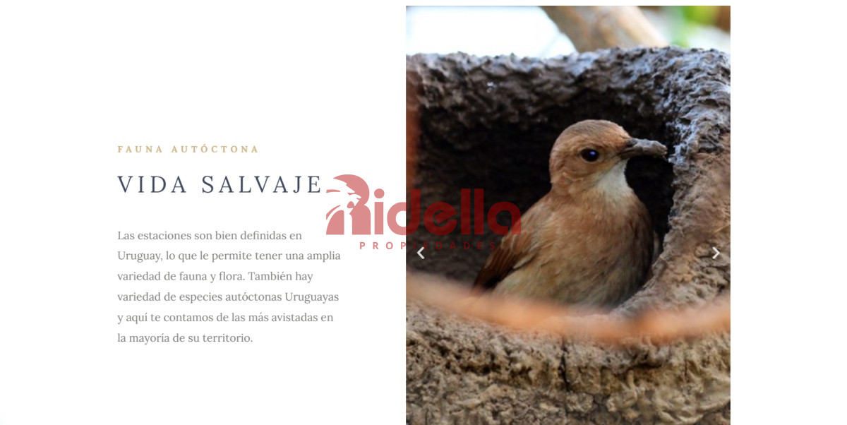 Chacra ID.610 - Venta de Chacra de 5 hectáreas en Aiguá, Maldonado