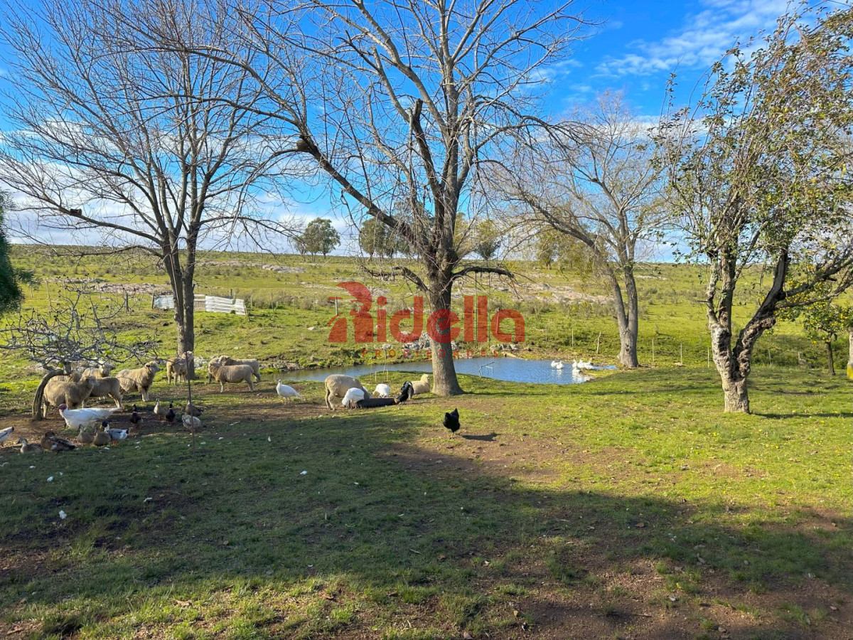 Campo Ref.217 - Venta de Campo en Pan de Azúcar, Maldonado