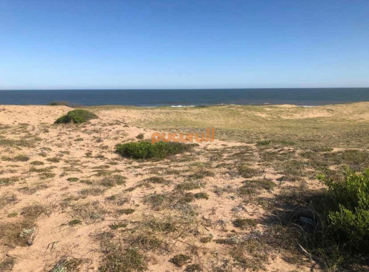 Sauce de Portezuelo - GoPunta - Portal Inmobiliario de Punta del Este - Maldonado