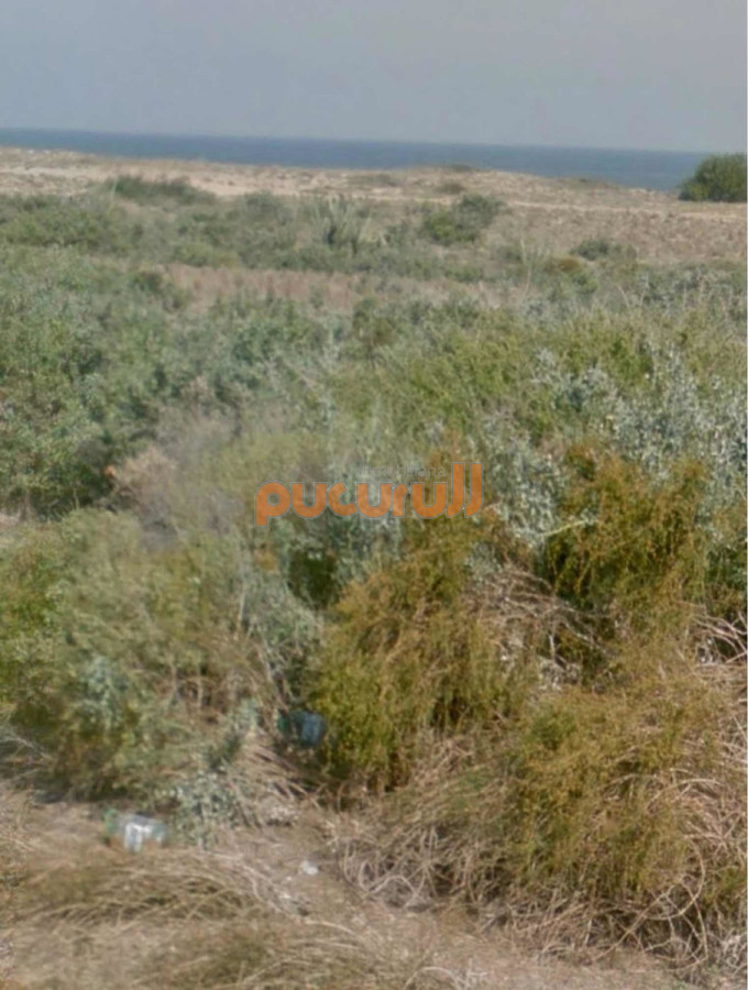 Sauce de Portezuelo - GoPunta - Portal Inmobiliario de Punta del Este - Maldonado