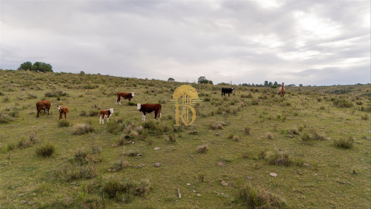 OPORTUNIDAD: Chacra 20 ha venta en las sierras de Garzón -id-443-6