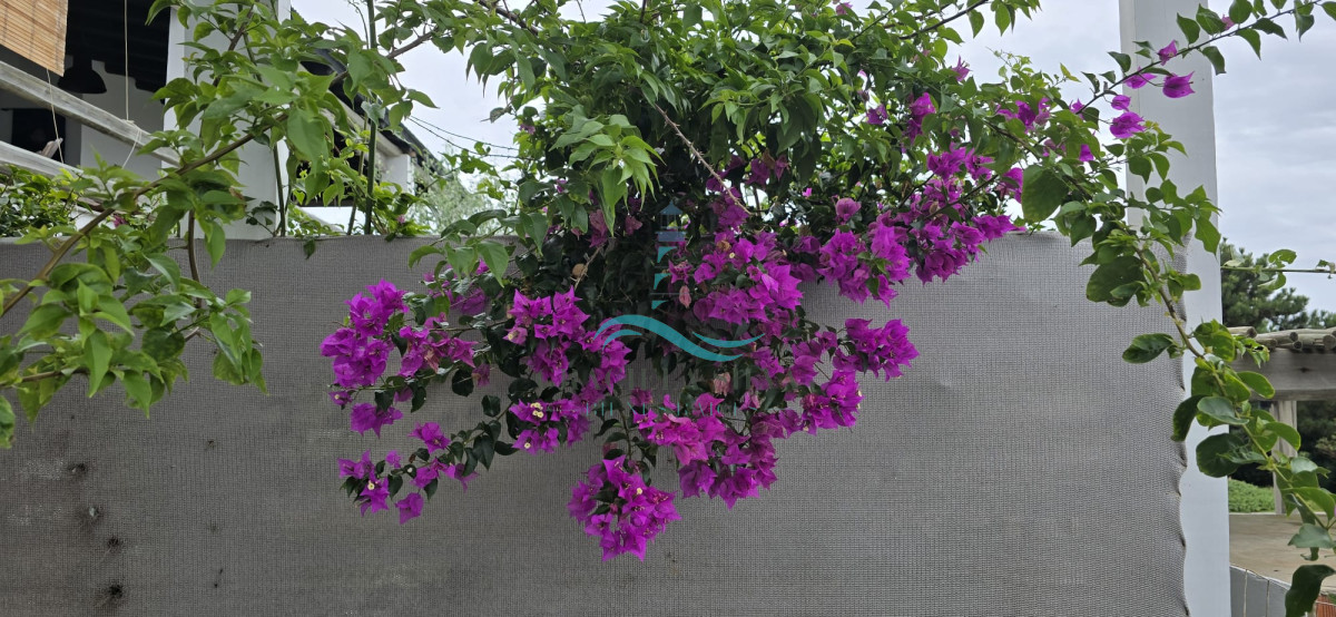 Casa ID.415 - Espectacular casa primera línea de mar en José Ignacio