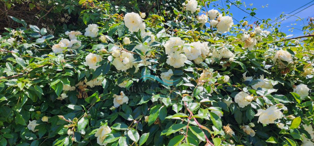 Casa ID.393 - Casa con encanto y diseño -José Ignacio