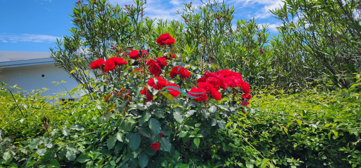 Casa ID.394 - Casa funcional y luminosa con amplio patio -José Ignacio