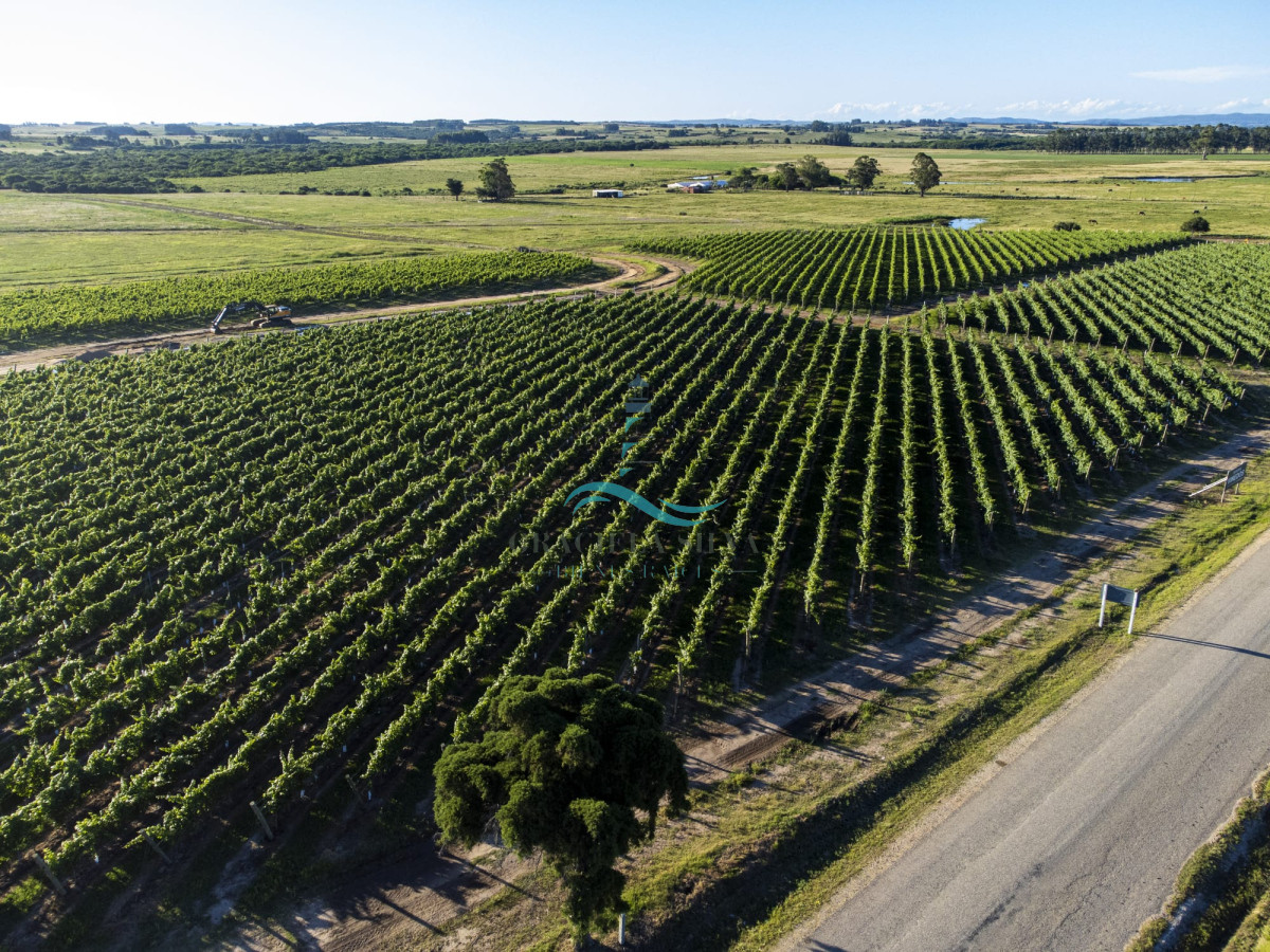 Chacra ID.429 - Chacras VILARO a pocos minutos de José Ignacio