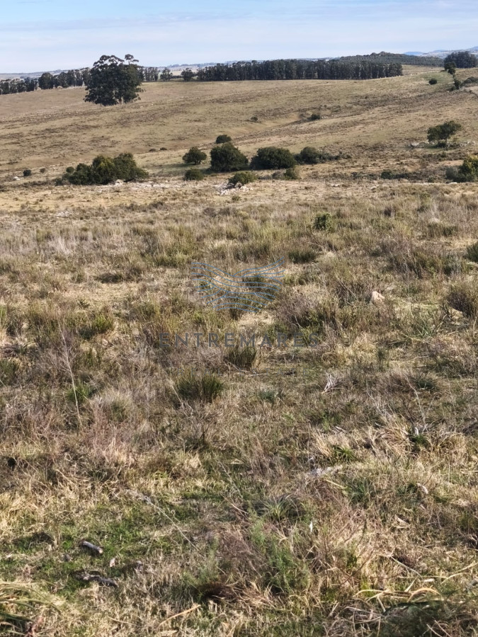 Campo Ref.360 - Venta de campo de 240 Has Zona Las Cañas
