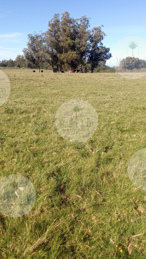 Chacra ID.2602 - Hermosa Chacra de 5 Ha en Zanja de Chavez a 15 km de San Carlos