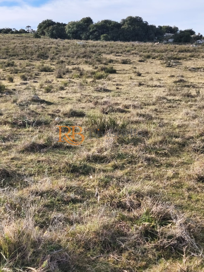 Campo Ref.109 - Venta de campo de 240 Has Zona Las Cañas