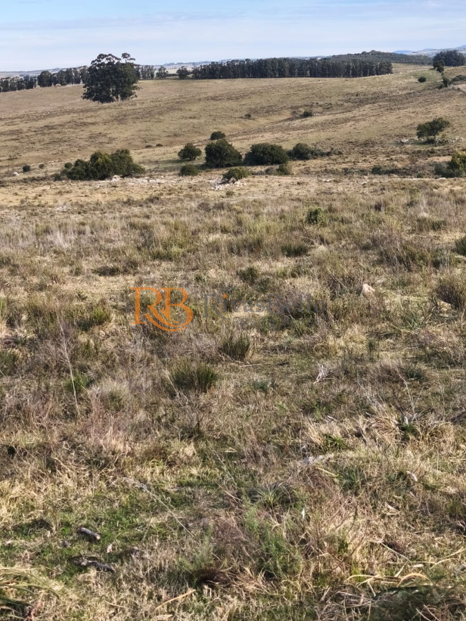 Campo Ref.109 - Venta de campo de 240 Has Zona Las Cañas