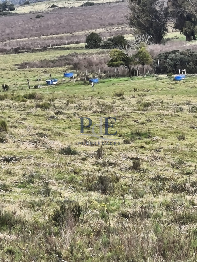 Venta de campo de 34 Has en Pan de Azucar - Imagen 7