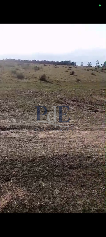 Venta de campo 133 Ha Maldonado - Imagen 6