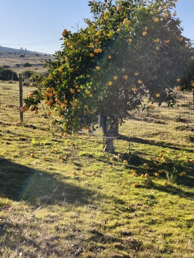 Venta de campo de 103 Has en Las Cañas. Maldonado. - Imagen 2