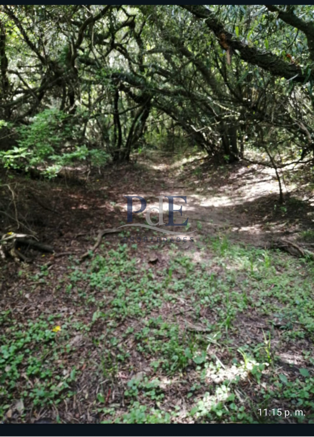 Venta de campo de 22 Ha en Zanja de Chavez. - Imagen 1