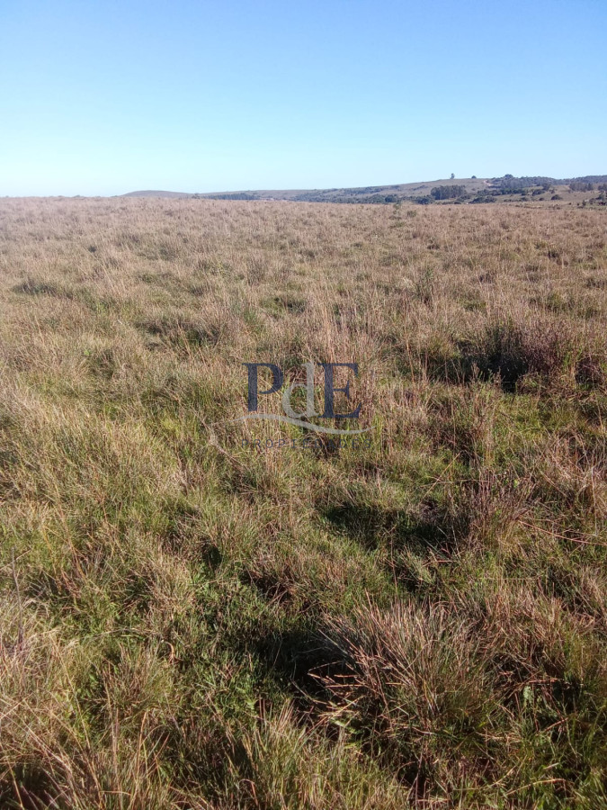 Venta de campo 133 Ha Maldonado - Imagen 8