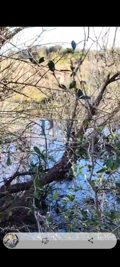 Venta de campo de 20 Ha. en Paso del Tigre. Ruta 9 - Imagen 1