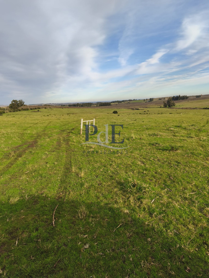 Venta de campo de 34 Has en Pan de Azucar - Imagen 4