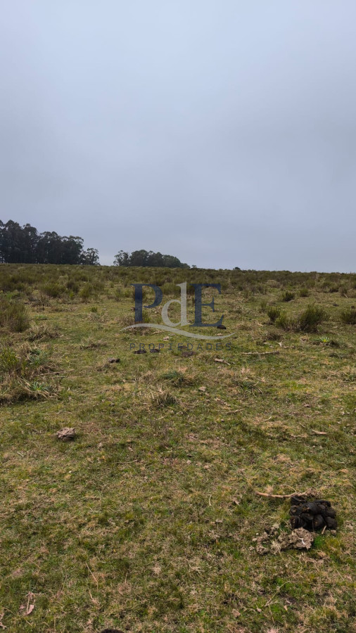 Venta de campo de 22 Ha en Zanja de Chavez. - Imagen 1