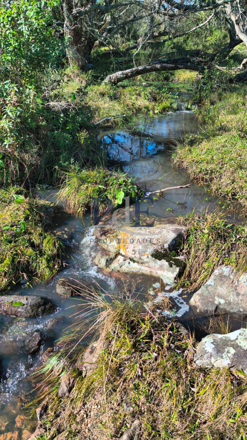 Venta de campo de 22 Ha en Zanja de Chavez. - Imagen 2