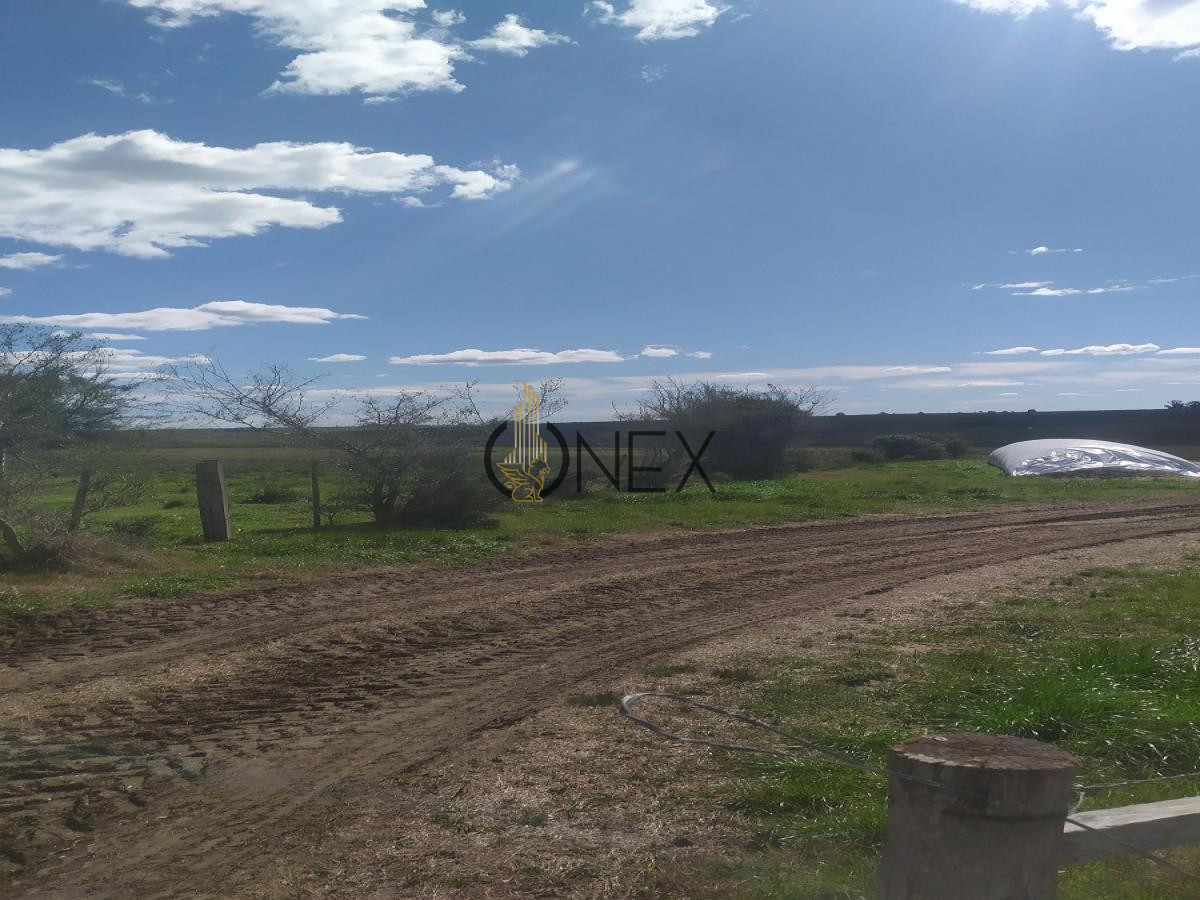 Chacra ID.567 - VENDO CAMPO 150 HECTÁREAS EN LA CIUDAD DE FLORIDA
