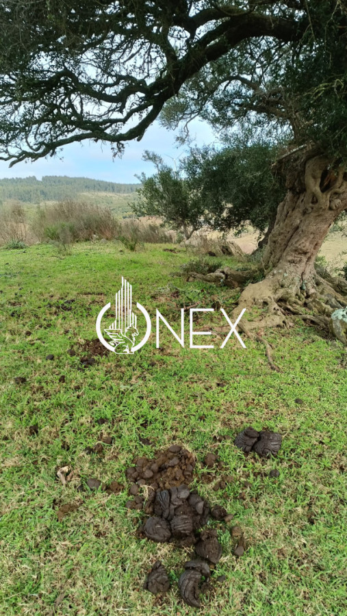 Chacra ID.4550 - SE VENDE CHACRA DE 5 HA EN LAVALLEJA