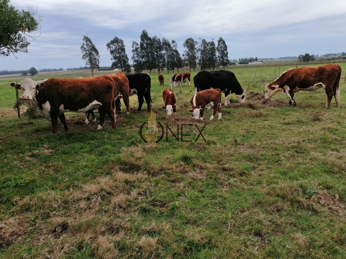 Chacra ID.3130 - Oportunidad venta de Chacra con casa tajamar árboles  galpón en Canelones 