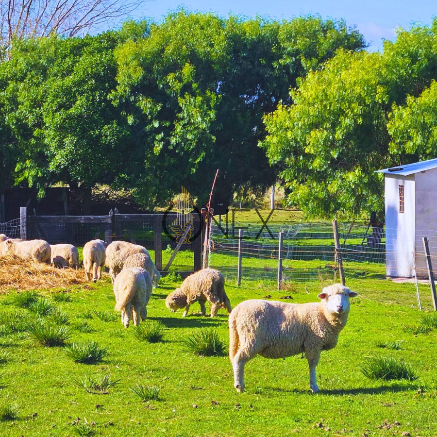 Chacra ID.2254 - VENTA DE CHACRA EN CANELON CHICO