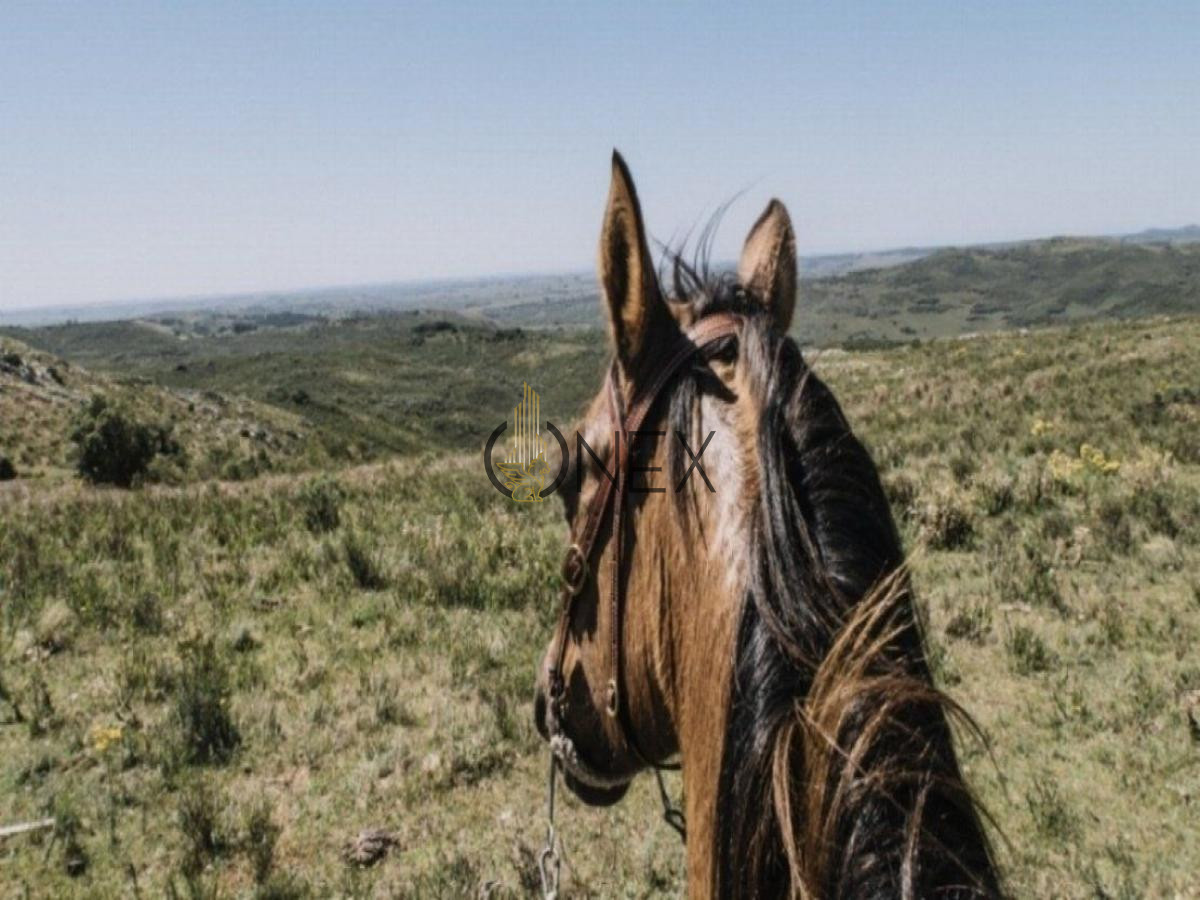 Chacra ID.434 - SE VENDE CAMPO GANADERO TURISTICO EN TREINTA Y TRES (URUGUAY)