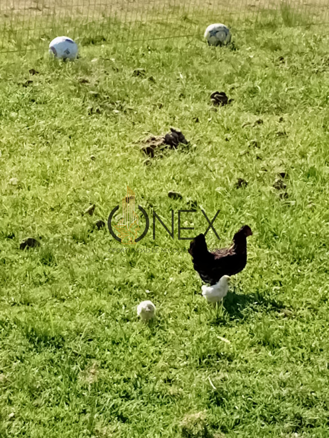 Chacra ID.3581 - Venta Chacra  8 Has con casa en San Carlos