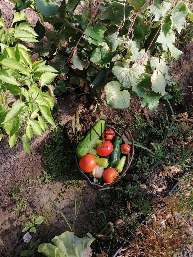 Chacra ID.3130 - Oportunidad venta de Chacra con casa tajamar árboles  galpón en Canelones 