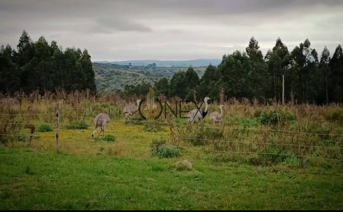 Chacra ID.3090 - Chacra en venta - Molles de Aiguá, Ruta 39 km 74  Chacra de 5 hectáreas con hermosas vistas panorámicas
