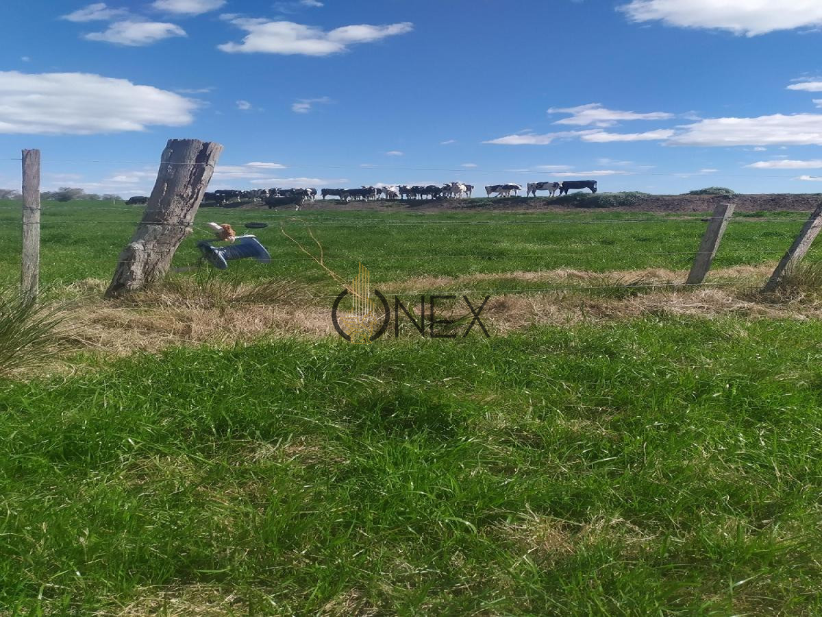 Chacra ID.567 - VENDO CAMPO 150 HECTÁREAS EN LA CIUDAD DE FLORIDA