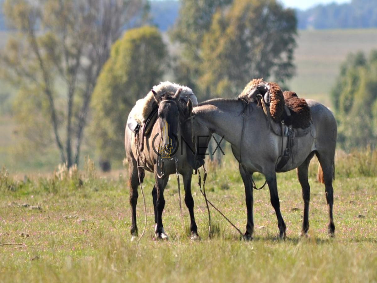 Chacra ID.434 - SE VENDE CAMPO GANADERO TURISTICO EN TREINTA Y TRES (URUGUAY)