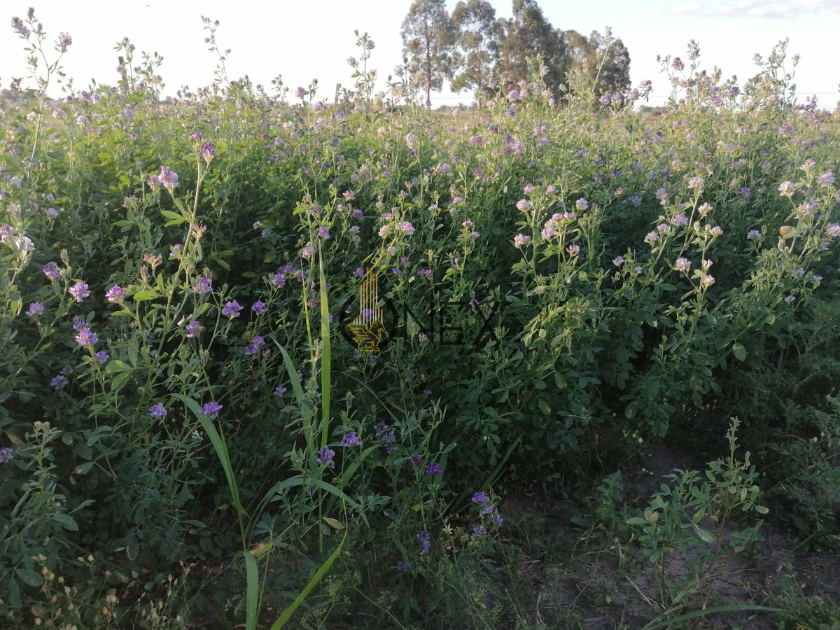 Chacra ID.3130 - Oportunidad venta de Chacra con casa tajamar árboles  galpón en Canelones 