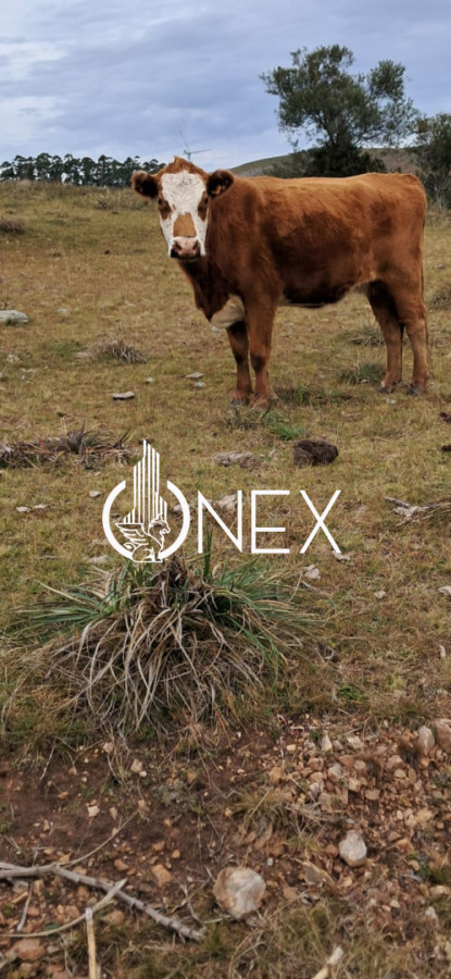 Chacra ID.4550 - SE VENDE CHACRA DE 5 HA EN LAVALLEJA