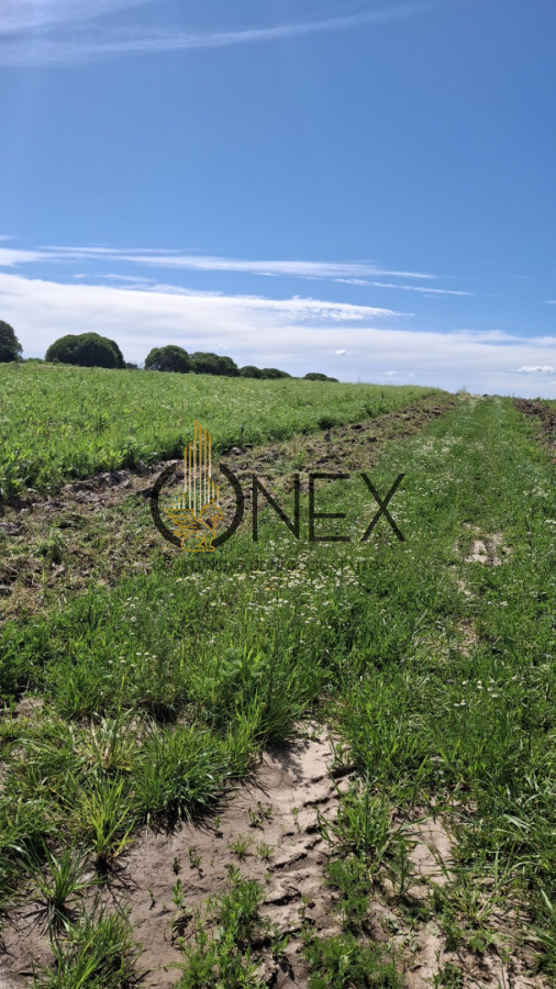 Chacra ID.3385 - Venta chacra 4 hás y ½ entre R 102 y 101