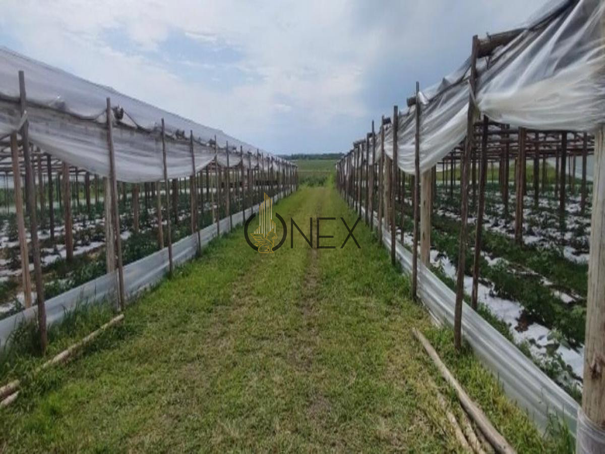 Chacra ID.445 - SE VENDE CAMPO AGRICOLA GANADERO EN SAN RAMÓN CANELONES 