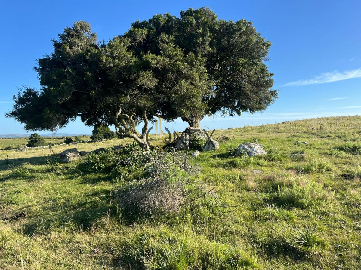 Chacra ID.925 - Venta de hermosas  chacras en Maldonado a de 5 HECT cada una hermosas vistas !!!