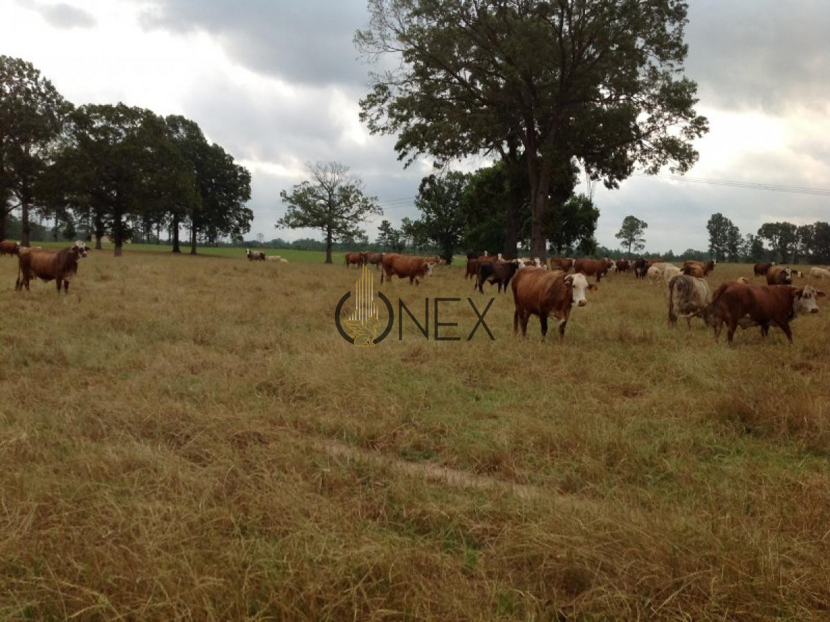 Chacra ID.434 - SE VENDE CAMPO GANADERO TURISTICO EN TREINTA Y TRES (URUGUAY)