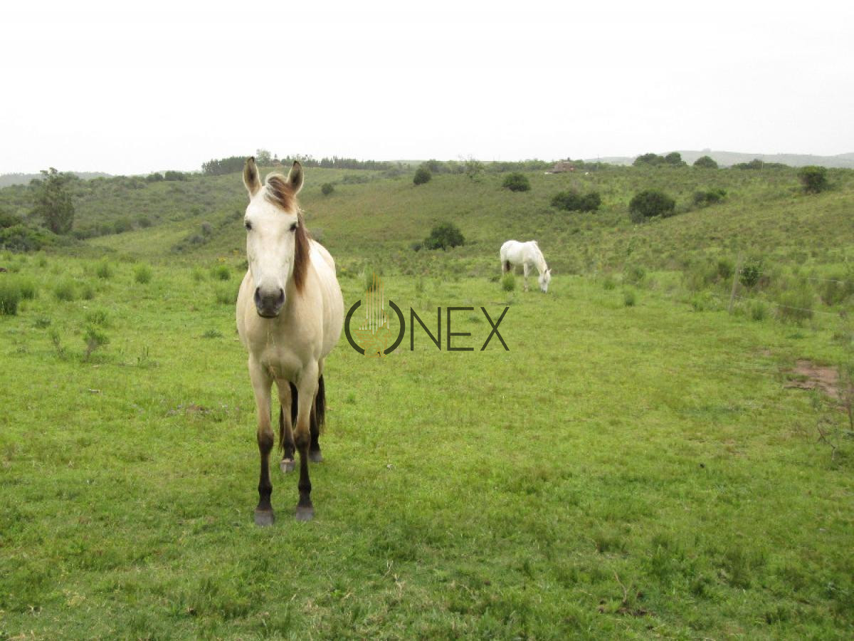 Chacra ID.434 - SE VENDE CAMPO GANADERO TURISTICO EN TREINTA Y TRES (URUGUAY)
